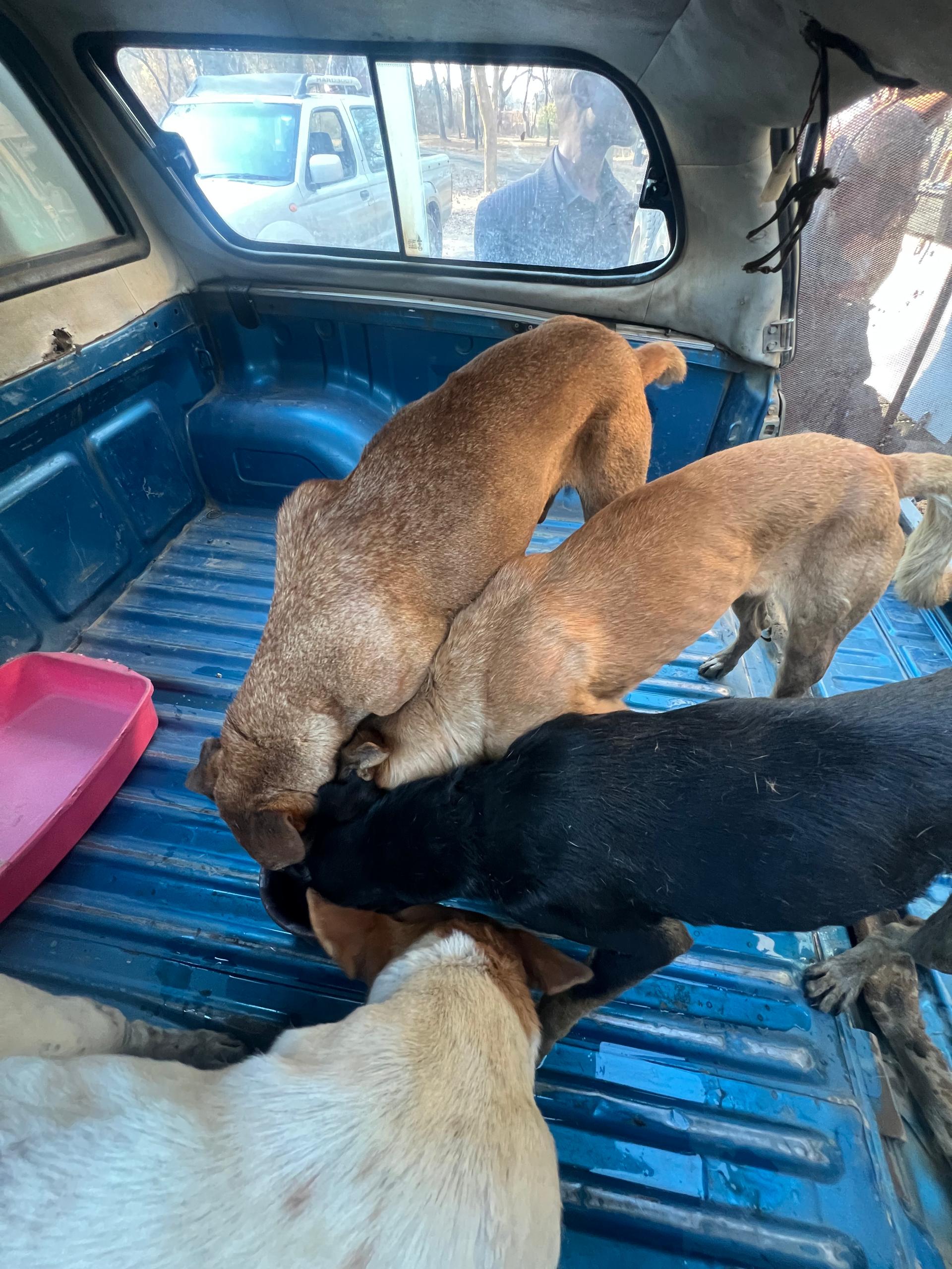 VAZ COMMENDS AUTHORITIES FOR RESCUING DOGS FROM ILLEGAL MEAT TRADE